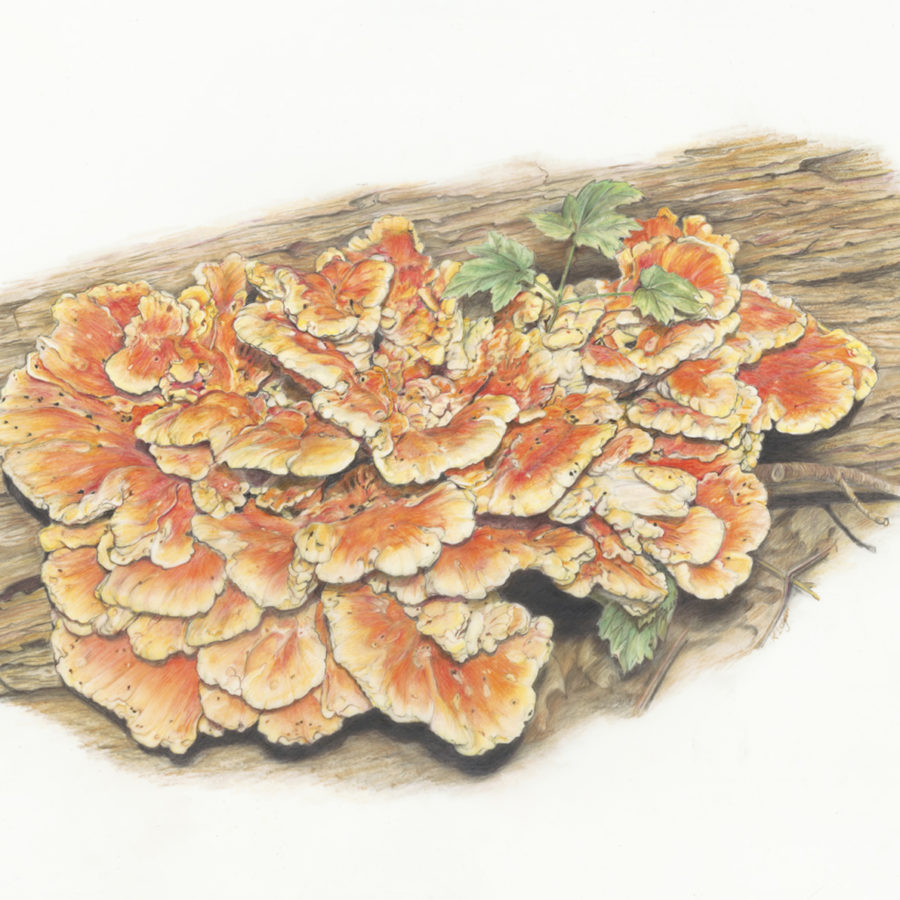 Chicken-in-the-Woods Fungus - 2021 - 20