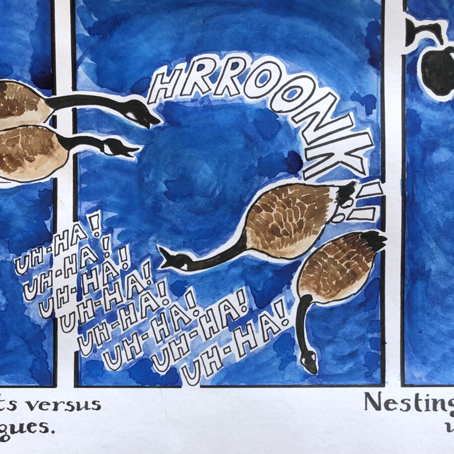 A three-framed ink and watercolour drawing: the first two frames showing two pairs of Canada geese swirling in a circle, one goose saying: “HROONNK!”, another from the other couple saying, “Ah-HA! Ah-HA!” four times. Caption underneath: Capulets versus Montagues. The final frame shows more distant silhouettes of the two goose pairs continuing the argument on the water. Caption underneath: Nesting season upon us.