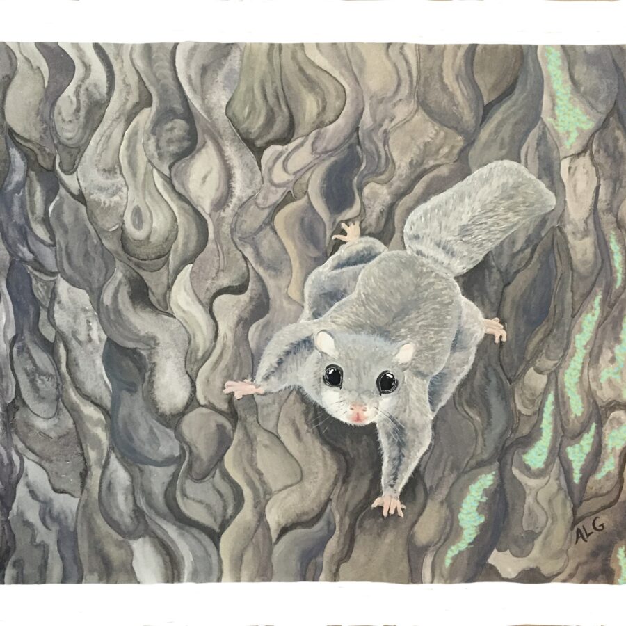 Flying Squirrel-Red Hill Valley