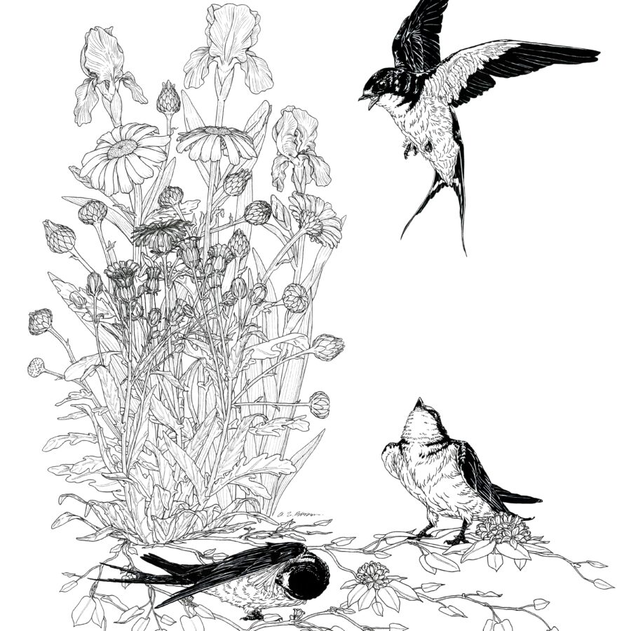 Swallows with iris, daisy, crepis and laurel-Ink-16x20-2023