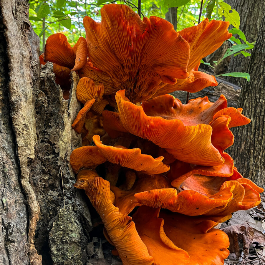 Jack-o-lantern orange mushroom in Milton conversation area.