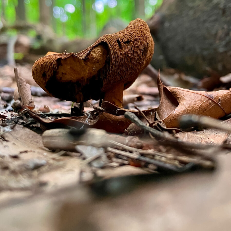 Brown mushroom is dundas forest.