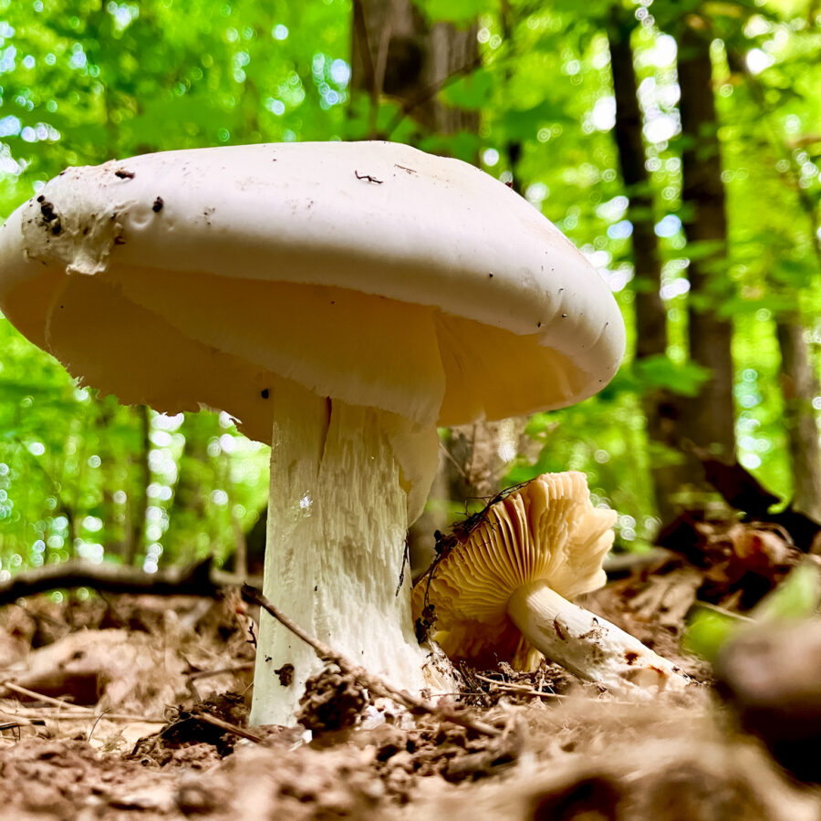 White mushroom in dundas forest.