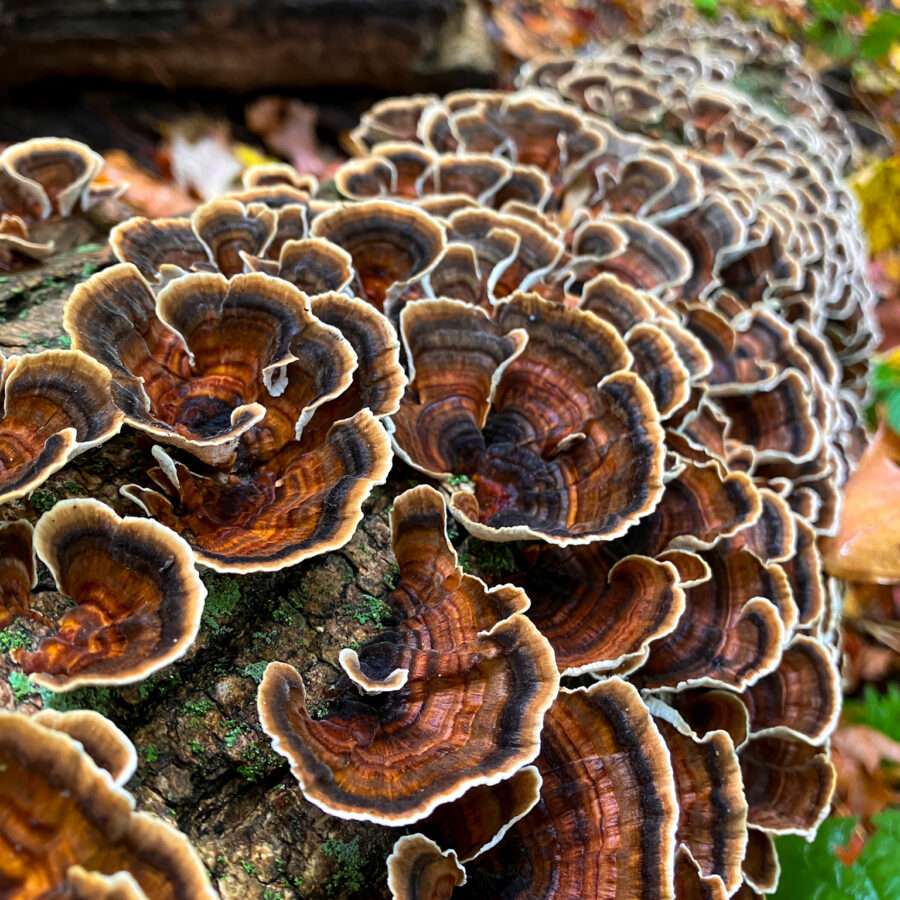 Turkey tail mushrooms on a dead log in the forest.