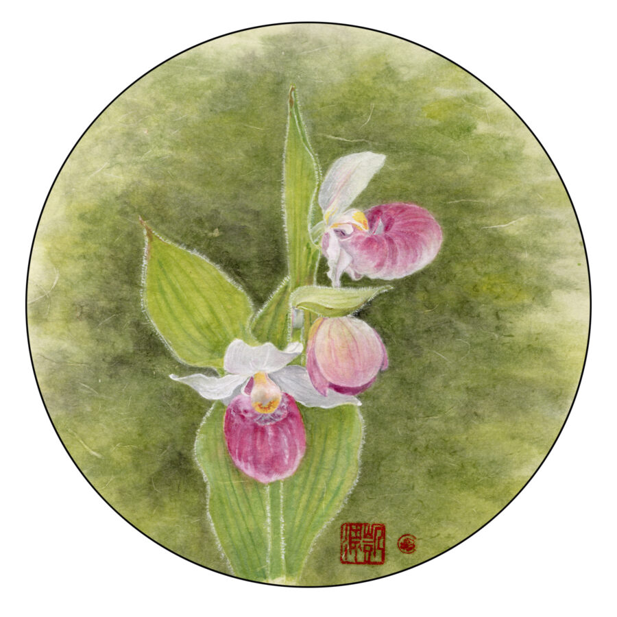 Showy Lady Slipper - Chinese Brush Painting - - 2023 - 18