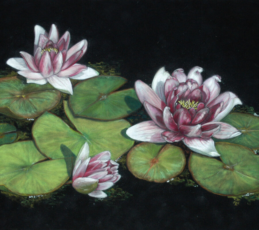 Red Waterlilies - Soft Pastel and pastel pencil  on suede board - 2024 - 15