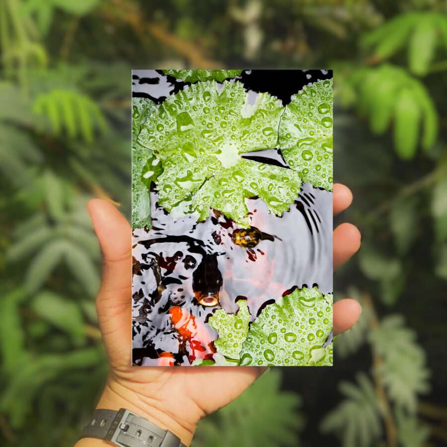 Outdoors, leafy backdrop, closeup of a hand holding a photo taken from above of koi fish in a pond with lily pads