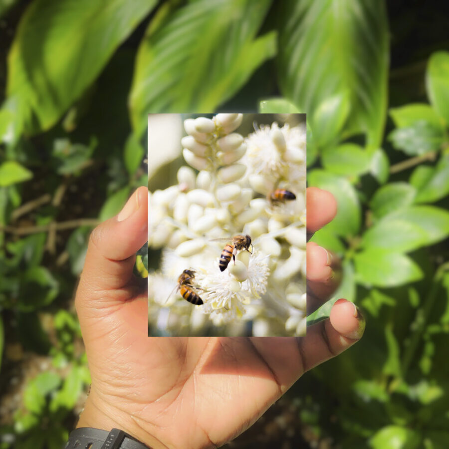 Outdoors, leafy backdrop, closeup of a hand holding a small photo of bees collecting pollen from very young palm date blossoms